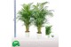 Dypsis lutescens Dypsis lutescens 25 pp 