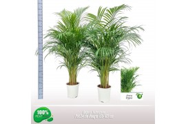 Dypsis lutescens Dypsis lutescens 25 pp