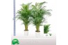Dypsis lutescens Dypsis lutescens 25 pp