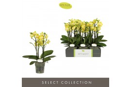 Phalaenopsis multiflora anthura arezzo Optimost - Arezzo - 4 tak