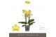 Phalaenopsis multiflora anthura arezzo Optimost - Arezzo - 4 tak 