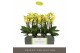 Phalaenopsis multiflora anthura arezzo Optimost - Arezzo - 4 tak 