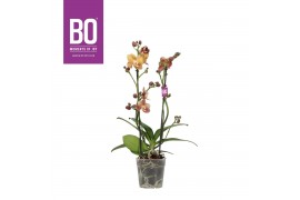 Phalaenopsis multiflora oranje BO - Colours Monaco - 2 tak, 17+ bloem
