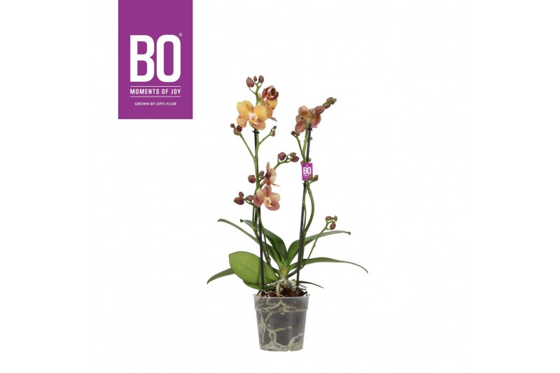 Phalaenopsis multiflora oranje BO - Colours Monaco - 2 tak, 17+ bloem Phalaenopsis multiflora oranje BO - Colours Monaco - 2 tak, 17+ bloem