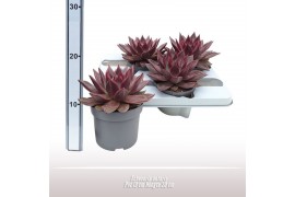 Echeveria Echeveria antaris
