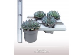 Echeveria apus