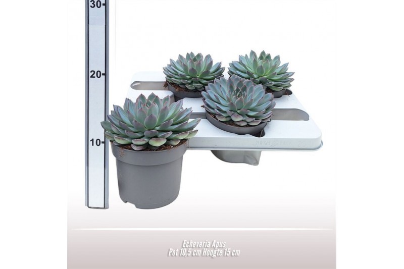 Echeveria apus 
