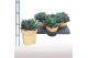 Echeveria blue prince 