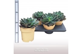 Echeveria blue prince