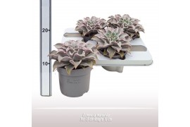 Echeveria Echeveria maradiba