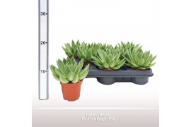Echeveria miranda