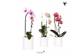 Phalaenopsis elegant cascade Kolibri Orchids - Cascade 1 tak - Furrow 