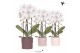 Phalaenopsis elegant cascade Kolibri Orchids - Cascade 2 tak - Rustic  