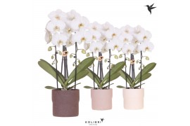 Phalaenopsis elegant cascade Kolibri Orchids - Cascade 2 tak - Rustic 