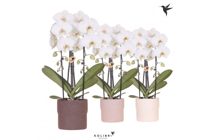 Phalaenopsis elegant cascade Kolibri Orchids - Cascade 2 tak - Rustic Phalaenopsis elegant cascade Kolibri Orchids - Cascade 2 tak - Rustic