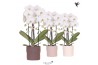 Phalaenopsis elegant cascade Kolibri Orchids - Cascade 2 tak - Rustic 