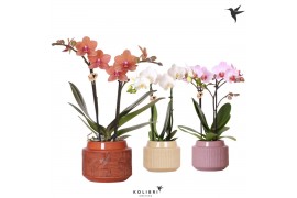 Phalaenopsis mix Kolibri Orchids - 2 tak - Maze keramiek