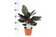 Calathea ornata 