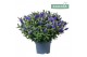 Hebe donna blue addenda 