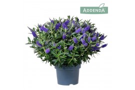 Hebe donna blue addenda