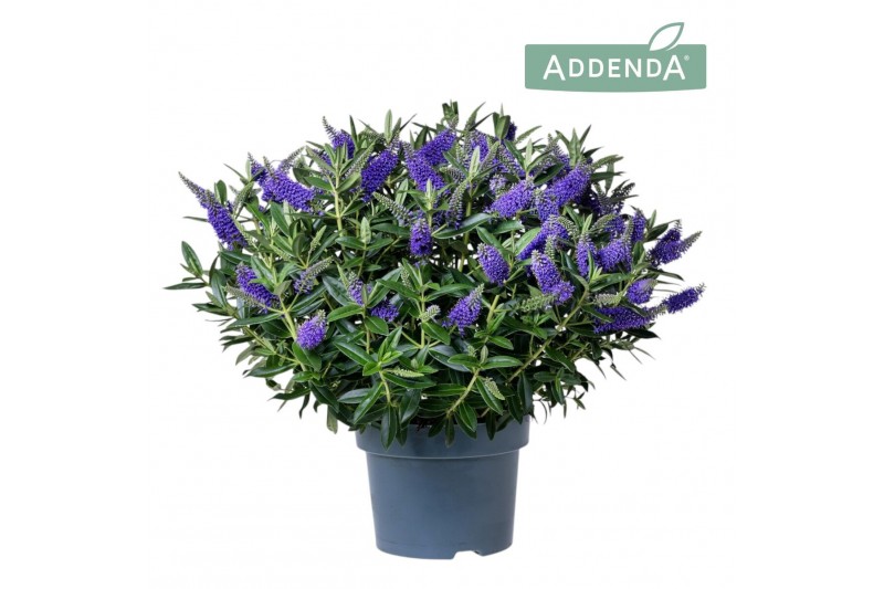 Hebe donna blue addenda 