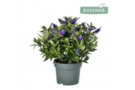 Hebe hebedonna britta addenda