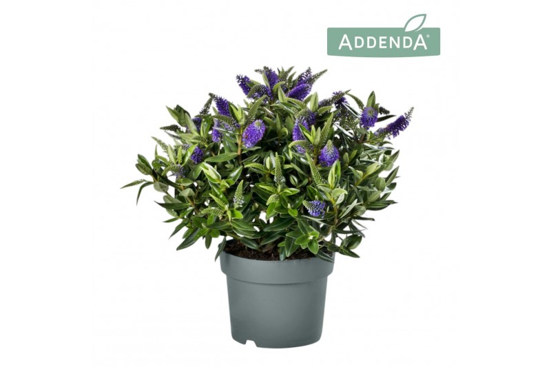 Hebe hebedonna britta addenda 