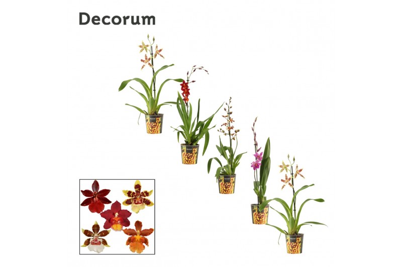 Cambria mix decorum 1 tak lang 