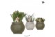 Succulenten mix Kolibri Greens - Ancient green keramiek 