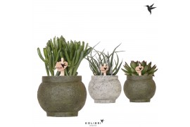 Succulenten mix Kolibri Greens - Ancient green keramiek