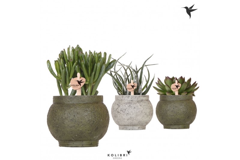 Succulenten mix Kolibri Greens - Ancient green keramiek Succulenten mix Kolibri Greens - Ancient green keramiek