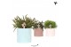 Rhipsalis mix Kolibri Greens - Star Fish keramiek 