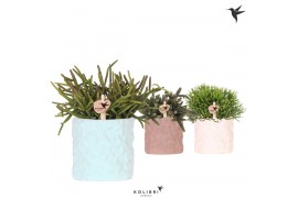 Rhipsalis mix Kolibri Greens - Star Fish keramiek