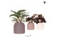Calathea mix Kolibri Greens - Hieroglyph keramiek 
