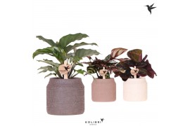 Calathea mix Kolibri Greens - Hieroglyph keramiek