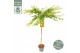 Acer palmatum little princess 90 cm cm stam 