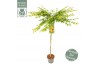 Acer palmatum little princess 90 cm cm stam