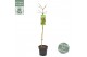 Acer palmatum little princess 90 cm cm stam 