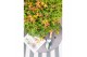 Acer palmatum little princess 90 cm cm stam 