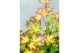 Acer palmatum little princess 90 cm cm stam 