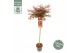 Acer palmatum shaina 90 cm cm stam 
