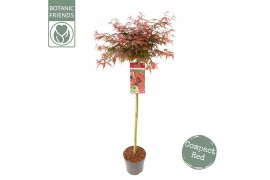 Acer palmatum shaina 90 cm cm stam