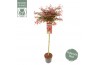 Acer palmatum shaina 90 cm cm stam