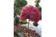 Acer palmatum shaina 90 cm cm stam 
