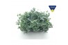 Sedum sieboldii