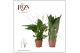 Spathiphyllum torelli 3+ bloem - Blanco hoes 
