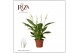 Spathiphyllum torelli 3+ bloem - Zonder hoes 