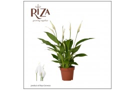 Spathiphyllum torelli 3+ bloem - Zonder hoes