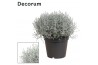 Leucophyta brownii Decorum