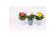 Gerbera mix Gerbera belicht 2+bl in draagtas 3 ass. 2 bl. 500 